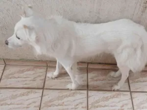 Cachorro raça SRD-ViraLata idade 6 ou mais anos nome Bolt