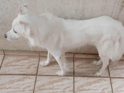 Cachorro raça SRD-ViraLata idade 6 ou mais anos nome Bolt