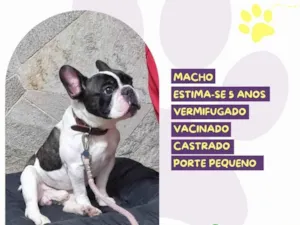Cachorro raça SRD-ViraLata idade 2 a 6 meses nome Othis