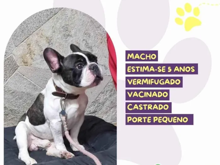 Cachorro ra a SRD-ViraLata idade 2 a 6 meses nome Othis