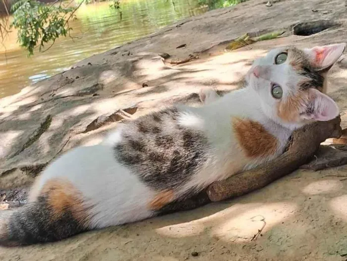 Gato ra a SRD-ViraLata idade 2 anos nome Neve