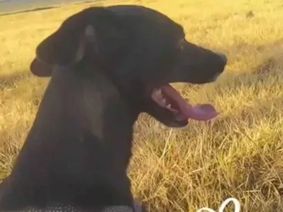 Cachorro raça SRD-ViraLata idade 4 anos nome Nina