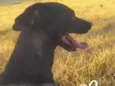 Nina