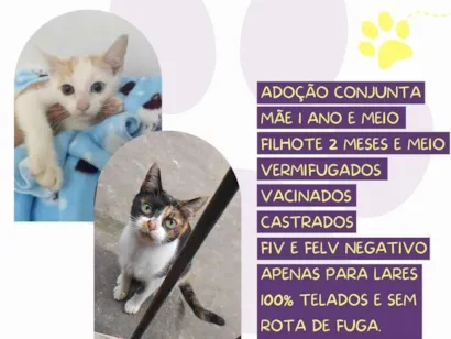 Gato raça SRD-ViraLata idade 1 ano nome Theo e Mila