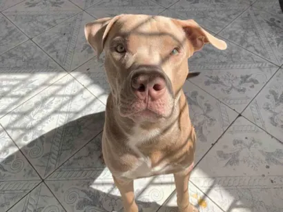 Cachorro raça Pit-Bull idade 1 ano nome Apollo 