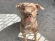 Apollo