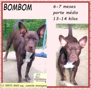 Cachorro raça SRD-ViraLata idade 7 a 11 meses nome Bombom