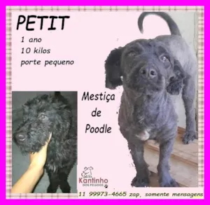 Cachorro raça Poodle idade 1 ano nome Petit