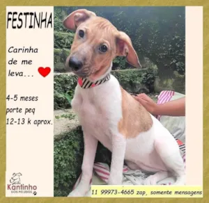 Cachorro raça SRD-ViraLata idade 2 a 6 meses nome Festinha