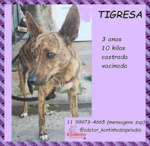 Cachorro raça SRD-ViraLata idade 3 anos nome Tigresa