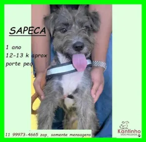 Cachorro raça SRD-ViraLata idade 1 ano nome Sapeca