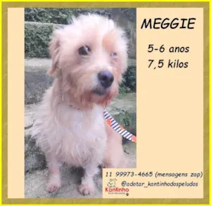 Cachorro raça SRD-ViraLata idade 5 anos nome Meggie