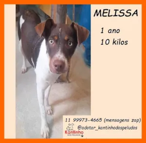 Cachorro raça SRD-ViraLata idade 1 ano nome Melissa