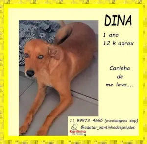 Cachorro raça SRD-ViraLata idade 1 ano nome Dina