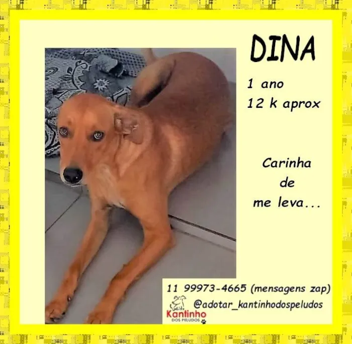 Cachorro ra a SRD-ViraLata idade 1 ano nome Dina
