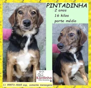 Cachorro raça SRD-ViraLata idade 2 anos nome Pintadinha