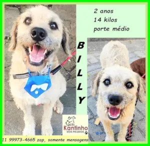 Cachorro raça SRD-ViraLata idade 2 anos nome Billy