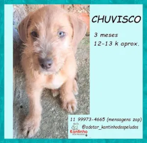 Cachorro raça SRD-ViraLata idade 2 a 6 meses nome Chuvisco