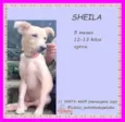 Sheila