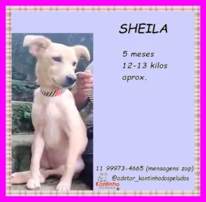 Cachorro raça SRD-ViraLata idade 2 a 6 meses nome Sheila