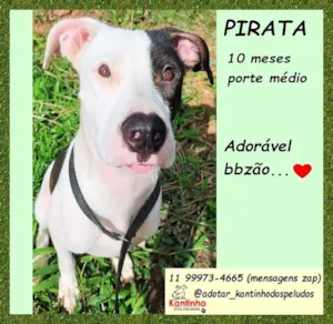 Cachorro raça SRD-ViraLata idade 7 a 11 meses nome Pirata