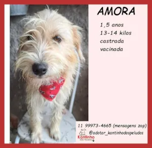 Cachorro raça SRD-ViraLata idade 1 ano nome Amora