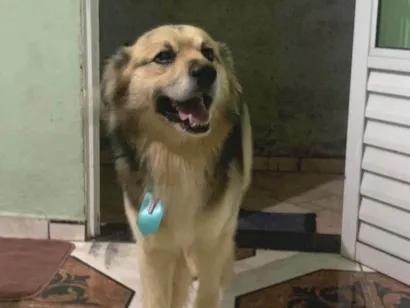 Cachorro raça SRD-ViraLata idade 2 anos nome Thor