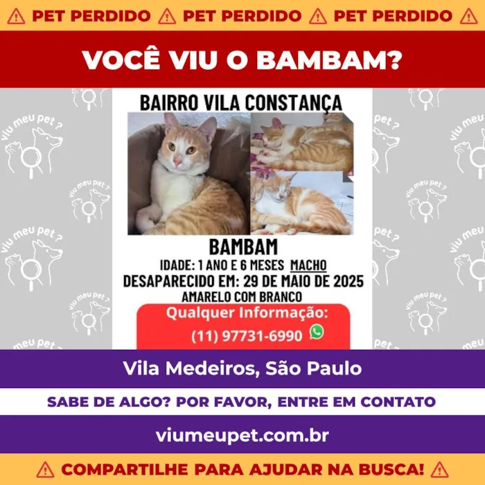 Gato ra a SRD-ViraLata idade 2 anos nome Bambam