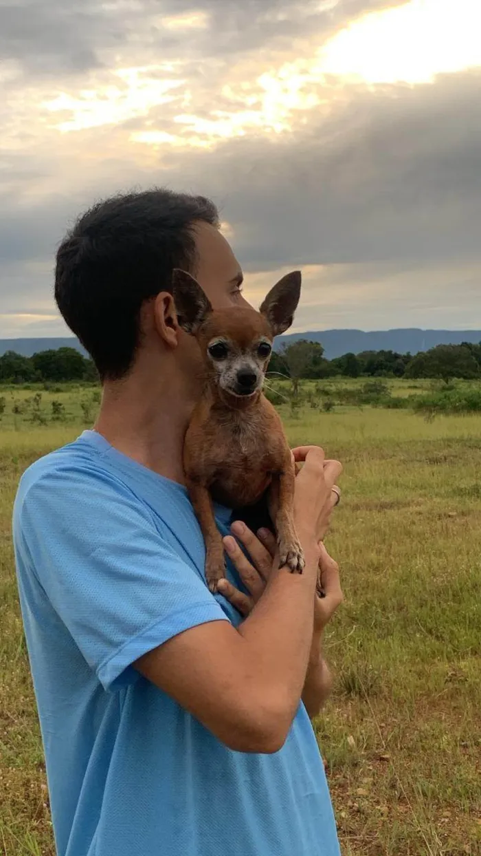 Cachorro ra a Pinscher idade 6 ou mais anos nome BILU