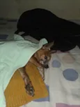 BILU