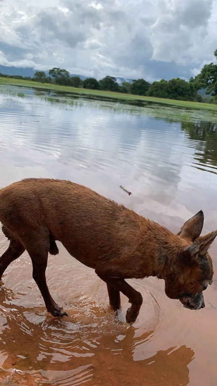 Cachorro ra a Pinscher idade 6 ou mais anos nome BILU