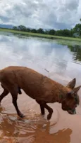 BILU