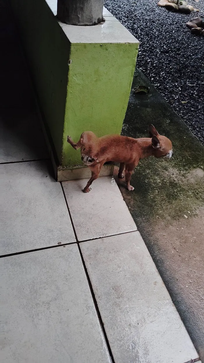 Cachorro ra a Pinscher idade 6 ou mais anos nome BILU