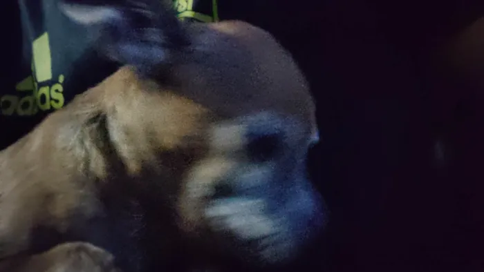 Cachorro ra a Pinscher idade 6 ou mais anos nome BILU