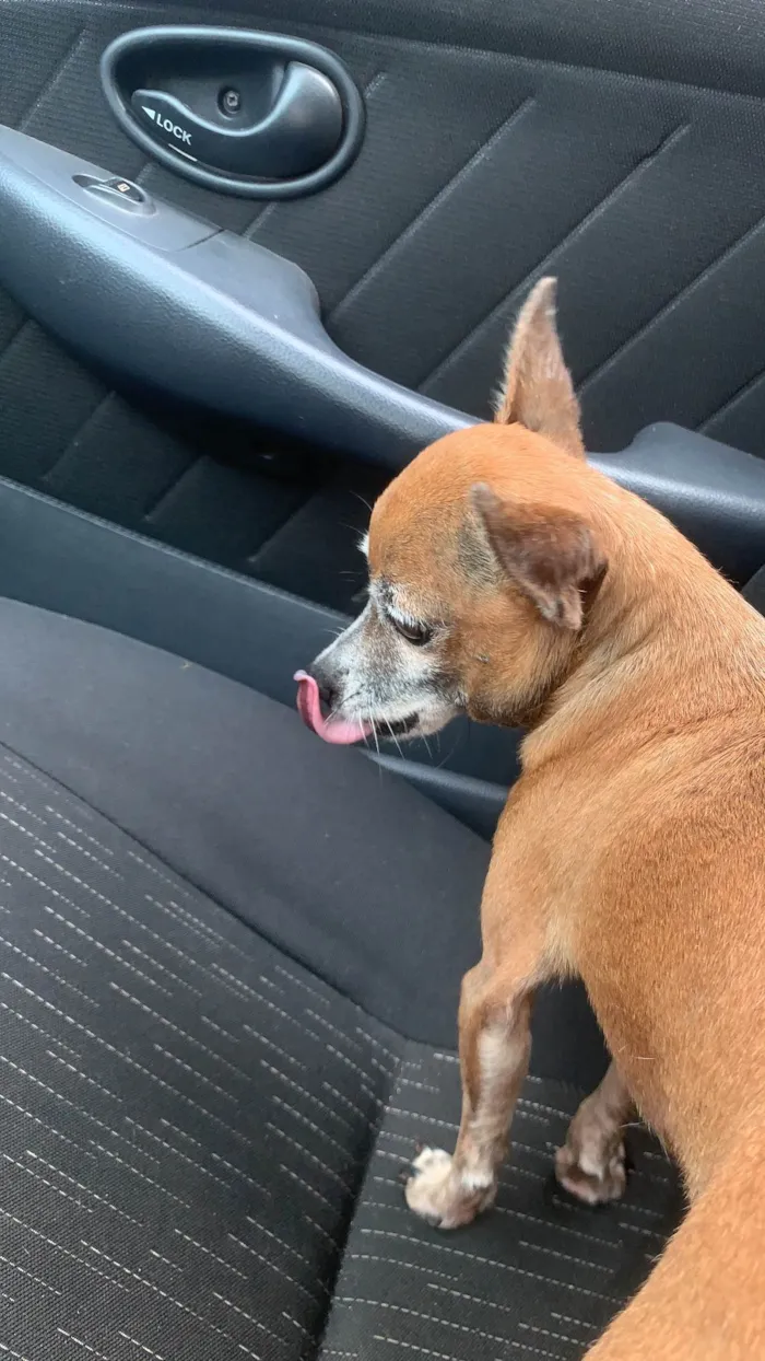 Cachorro ra a Pinscher idade 6 ou mais anos nome BILU