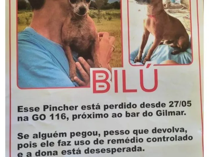 Cachorro ra a Pinscher idade 6 ou mais anos nome BILU