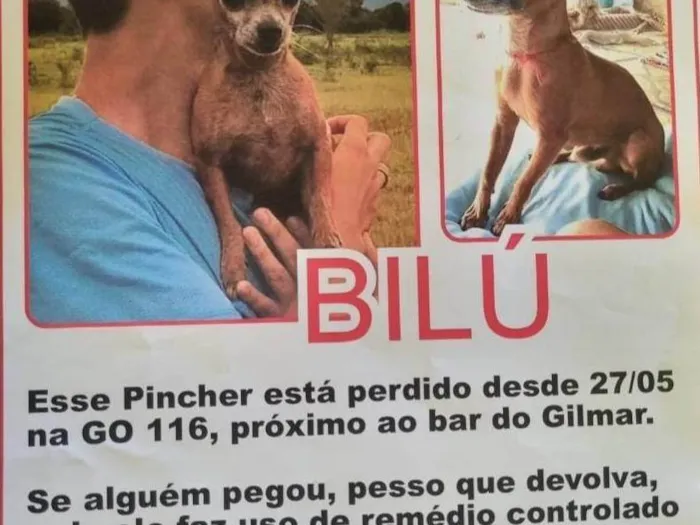 Cachorro ra a Pinscher idade 6 ou mais anos nome BILU