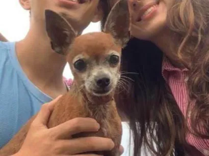 Cachorro raça Pinscher idade 6 ou mais anos nome BILU