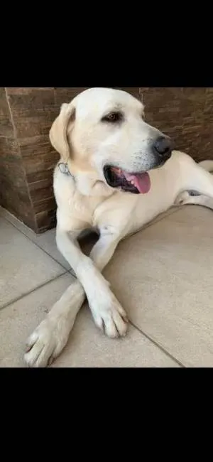 Cachorro ra a Labrador idade 6 ou mais anos nome LUCK