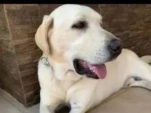 Cachorro raça Labrador idade 6 ou mais anos nome LUCK