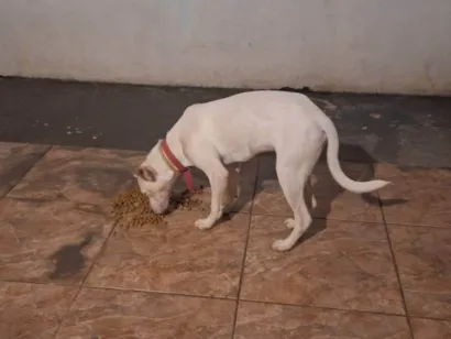 Cachorro raça SRD-ViraLata idade 2 a 6 meses nome Sem nome.