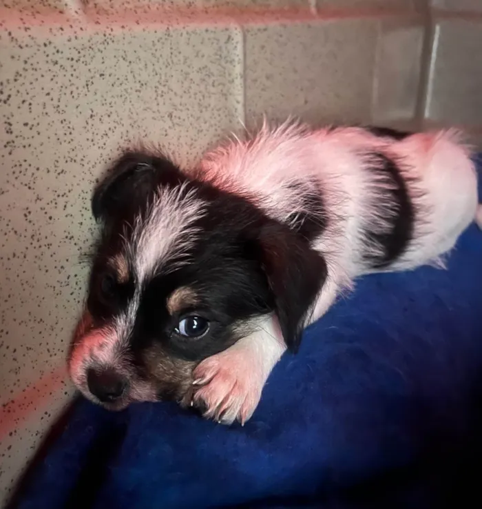 Cachorro ra a SRD-ViraLata idade Abaixo de 2 meses nome Lua