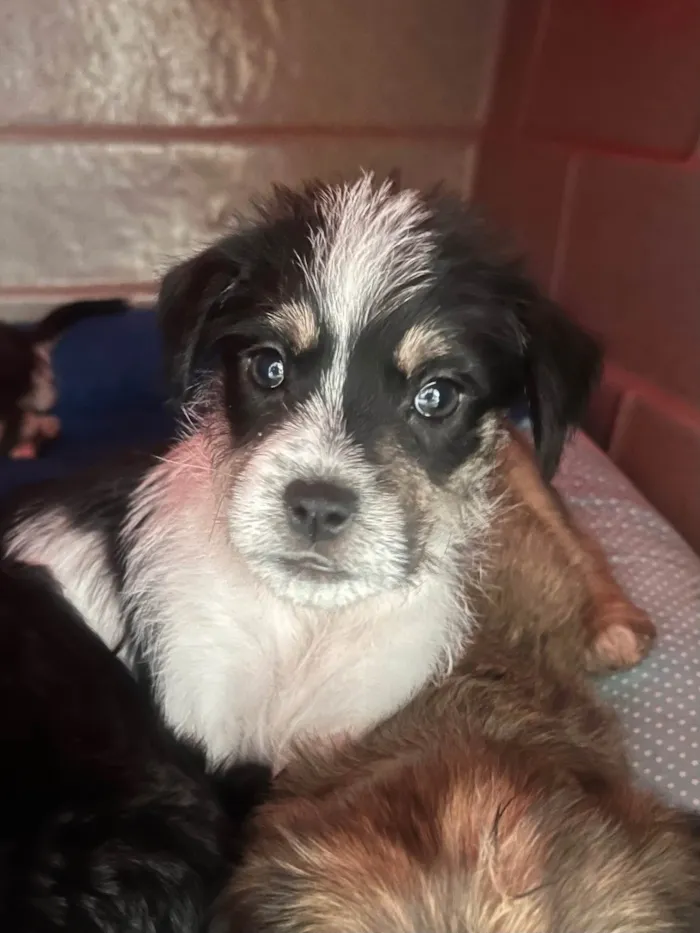 Cachorro ra a SRD-ViraLata idade Abaixo de 2 meses nome Lua