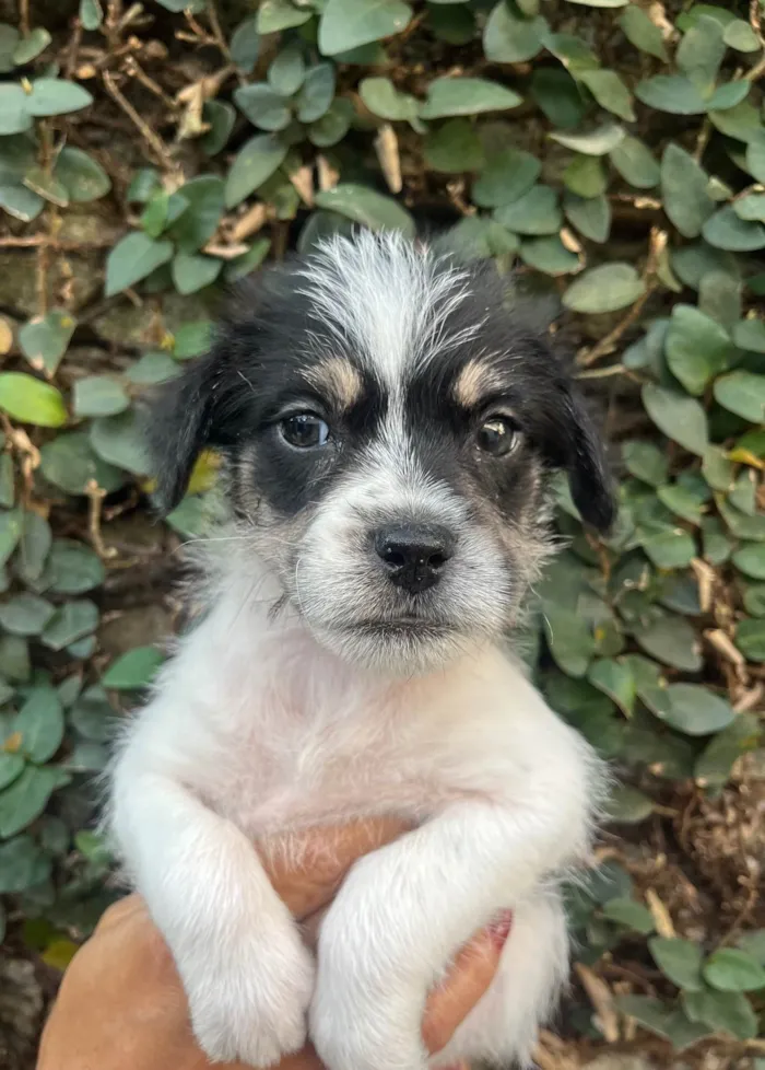 Cachorro ra a SRD-ViraLata idade Abaixo de 2 meses nome Lua