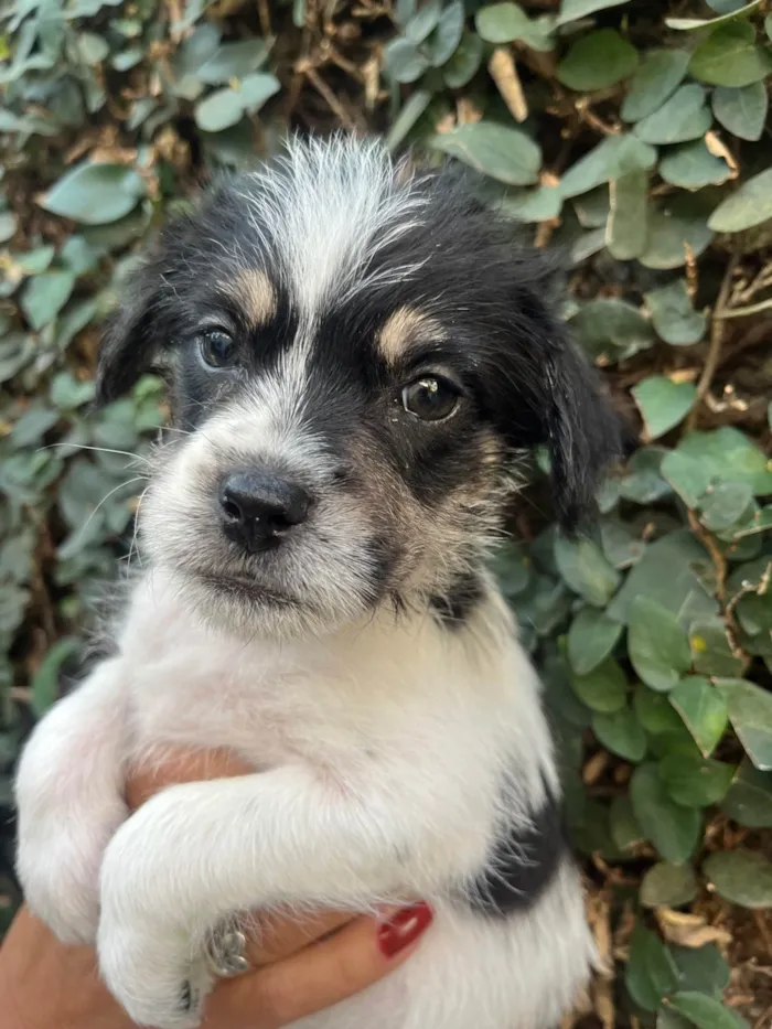 Cachorro ra a SRD-ViraLata idade Abaixo de 2 meses nome Lua
