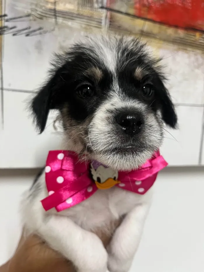 Cachorro ra a SRD-ViraLata idade Abaixo de 2 meses nome Lua