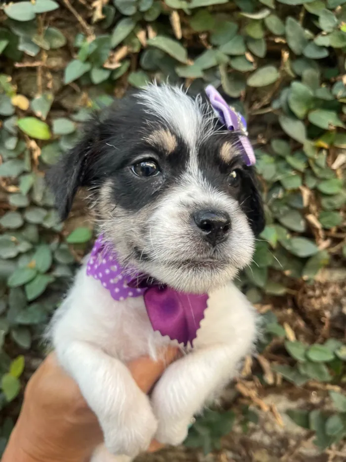 Cachorro ra a SRD-ViraLata idade Abaixo de 2 meses nome Lua