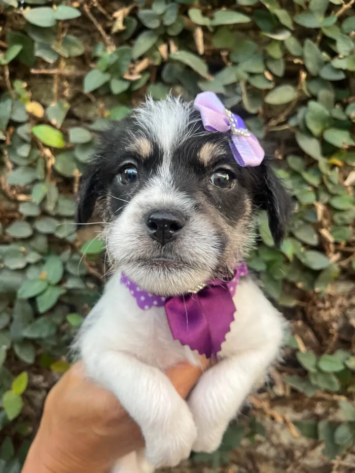 Cachorro ra a SRD-ViraLata idade Abaixo de 2 meses nome Lua