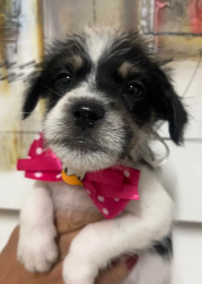 Cachorro ra a SRD-ViraLata idade Abaixo de 2 meses nome Lua