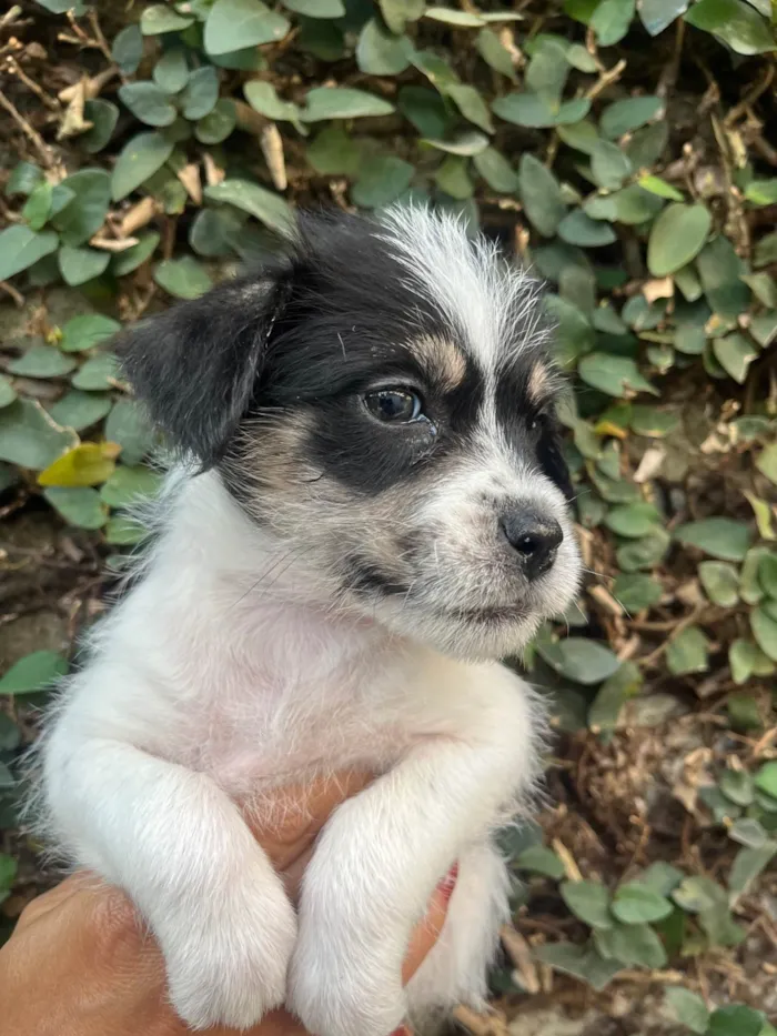 Cachorro ra a SRD-ViraLata idade Abaixo de 2 meses nome Lua